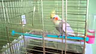 Sarı Sultanım.. Sultan Papağanı Resimi