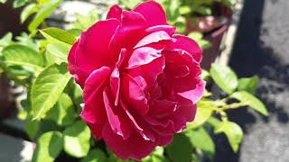 Rosa : Pretty Rose screenshot 3