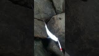 3kg gt catching at prohunter lure #catchingfish #fish #fishng 3kg gt catching at prohunter lure #catchingfish #fish #fishng