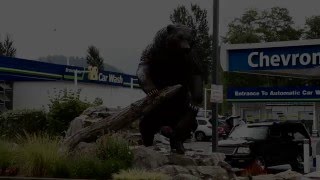Brown Bear Employment Video