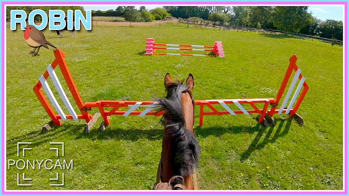 Grass Paddock Jumping | ROBIN | GoPro