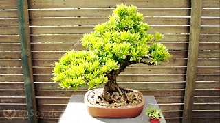 Japanese Bonsai Trees for Relaxation.