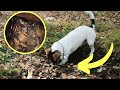 Puppy Acted Weird And Revealed The Mysterious History Of His Previous Owners And A Hidden Treasure