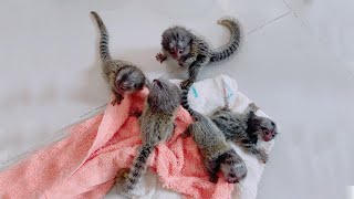 Very adorable marmoset monkey - Finger marmoset Monkey