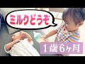 【1歳6ヶ月】おしゃべりが上達！頑馬の世話を真似するようになりました😊【育児Vlog】