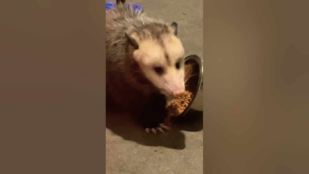 large-possum-eating-cat-food-on-back-porch-shorts-possums-youtube