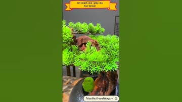 Cành cây nhựa làm bonsai trang trí #shorts #caynoithat