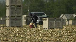 2024 Vidalia Onions Harvest Underway by Farm Monitor 144 views 2 days ago 3 minutes, 9 seconds