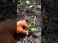 Cần nèn chặt rễ rau khi mới trồng #pgardening #ptrongrausach #plamvuon
