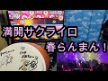 [手羽先センセーション]満開サクライロをコールしながら叩いてみた-おうち太鼓-