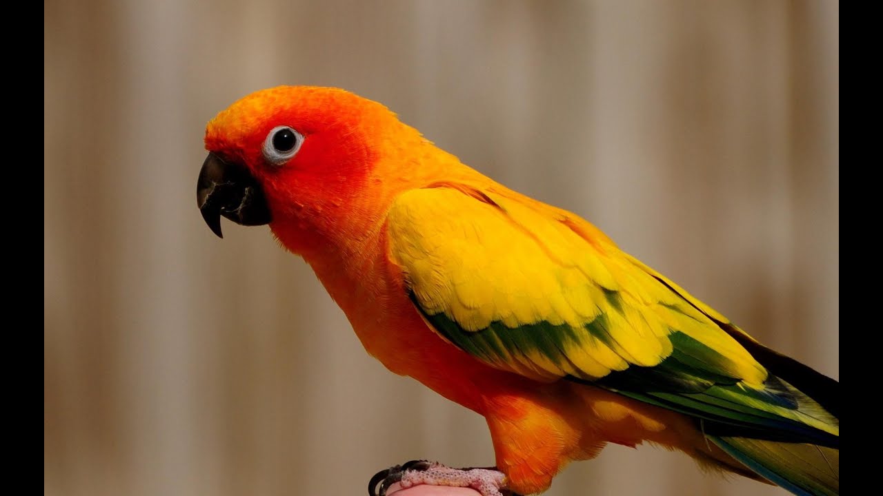 What's orange and sounds like a parrot? YouTube