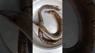 River Baam Fish. Baim, Bamb, Zigzag Eel Fish.