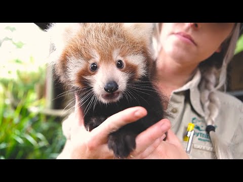 Cutest Red Panda Compilation Ever Youtube