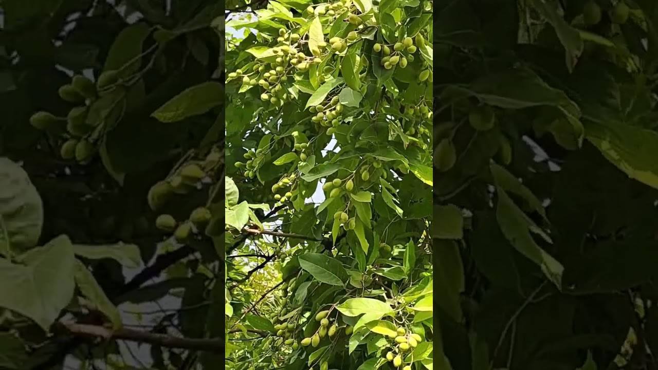 Hereer farming in Punjab Pakistan. 