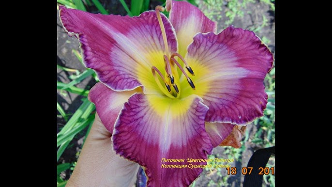 Фопум секс туралы