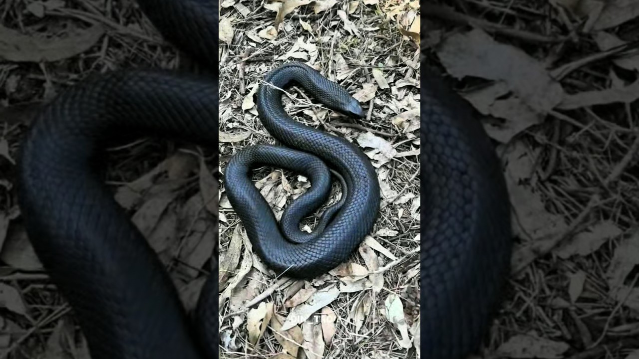 Трансформация насекомых ☠️