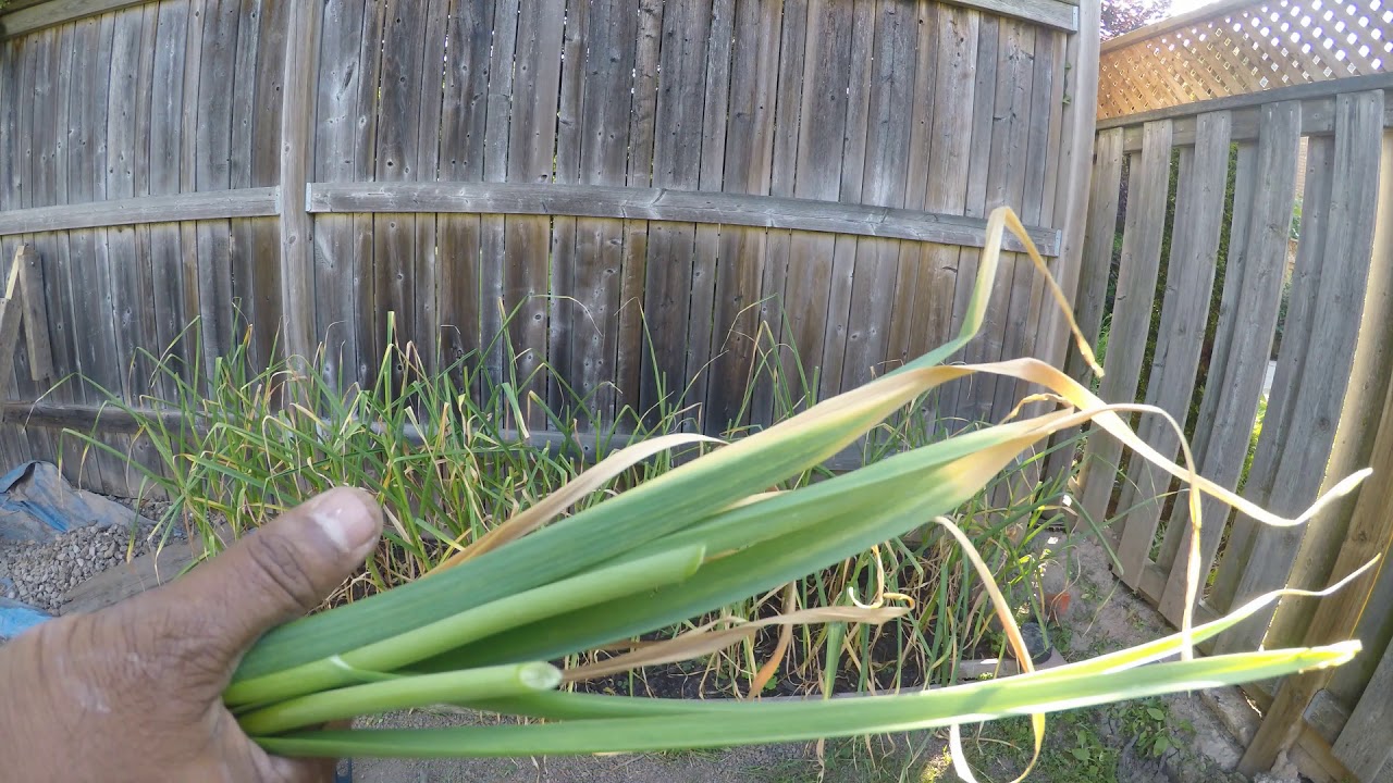 Harvesting Garlic Mistake