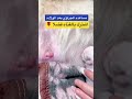 مساعده الكلاب علي الرضاعه بعد الولاده 