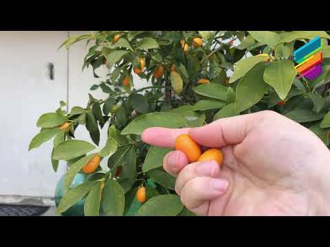 Video: Stagione del raccolto di kumquat: quando e come raccogliere i kumquat