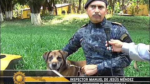“Rambo” el perro que incauta drogas, armas, dinero y juega con los niños.