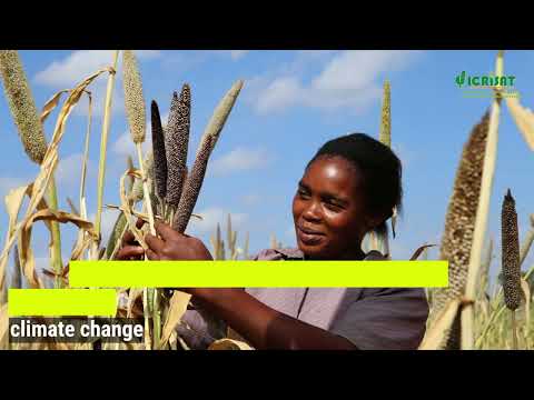 Episode 15 - Pearl Millet: A Leading Climate-resilient Crop
