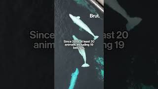 30 beluga whales at Marineland Canada risk being euthanized. #whales