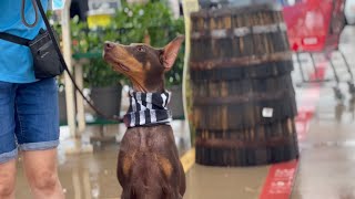 Elitehaus Doberman Obedience Training - “Ruby”