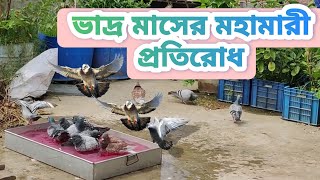 ভাদ্র মাসের মহামারী প্রতিরোধ। racing pigeon। homing pigeon