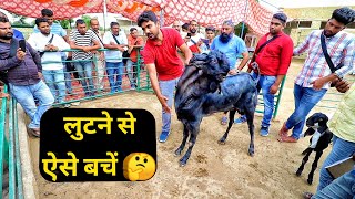 अच्छा ब्रीडर ऐसे पहचाने |How to Buy Goat Breeder|Goat Training| 9350146903