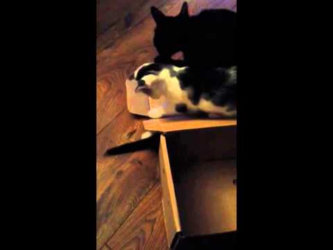 My kittens playing in box