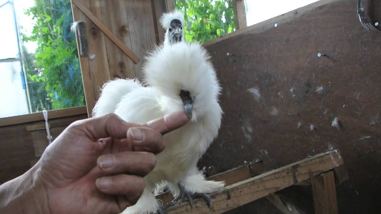 烏骨鶏の寿命ってどれくらい