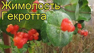 Жимолость гекротта. Краткий обзор, описание характеристик, где купить саженцы lonicera heckrottii Жимолость гекротта. Краткий обзор, описание характеристик, где купить саженцы lonicera heckrottii
