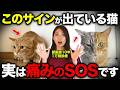 実は猫が痛がっているサイン10選【獣医師が解説】