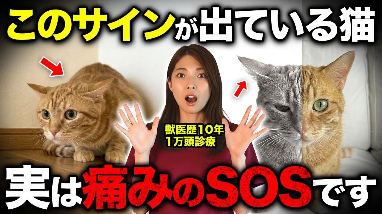 実は猫が痛がっているサイン10選【獣医師が解説】
