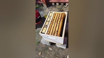 Hoag Hives first inspection: Part 2