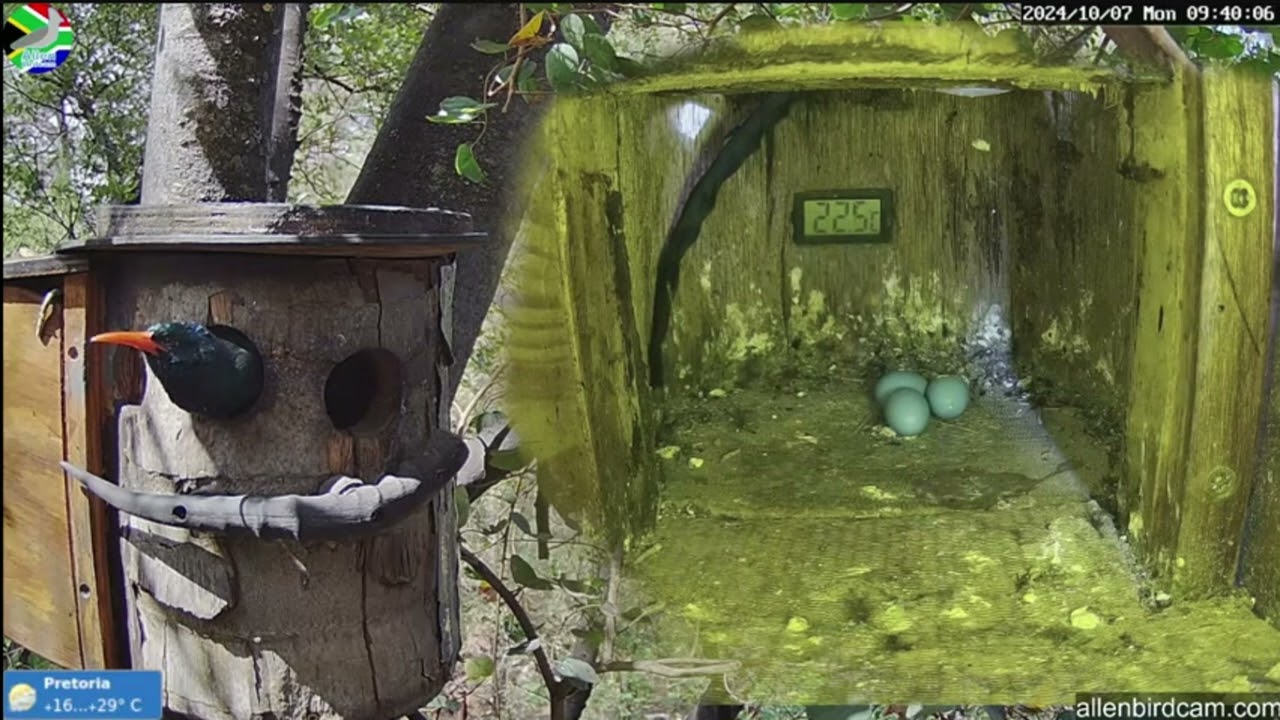 Green Wood hoopoe Nest Cam, Pretoria, South Africa, October 7, 2024