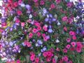 The  miracle  garden  in dubai