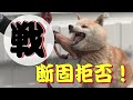 ペット発掘し隊　松茂町狂犬病集団予防接種