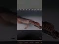 Arowana vs channa #monsterfish #monsterfishcatch #monstertank #viralvideo #viralshorts #india