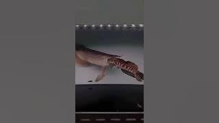 Arowana vs channa #monsterfish #monsterfishcatch #monstertank #viralvideo #viralshorts #india