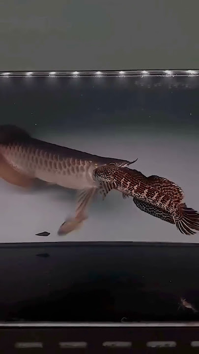 Arowana vs channa #ikanmonster #tangkapikanmonster #monstertank #videoviral #viralshorts #india