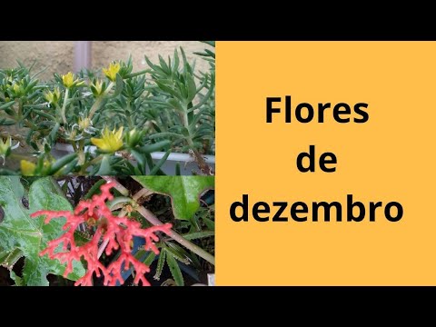 Vídeo: Semeando Flores Em Dezembro