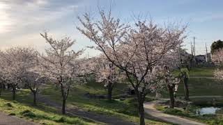 さいたま市 南平野公園 隠れた桜の名所