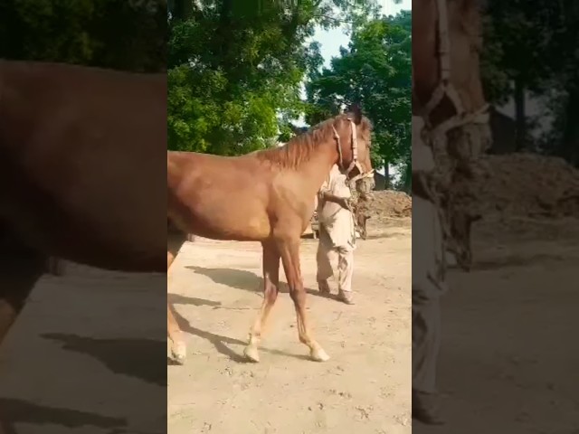 Horse meeting video horse video #cricket #pakvsafg #viral #horse #donkey #village #faheemkhan class=