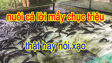Nuôi Cá Lóc Cá Trê Có Thật Sự Lời Hàng Chục Triệu Hay Chỉ Là Nói Đùa | Trại Cá Phú Yên