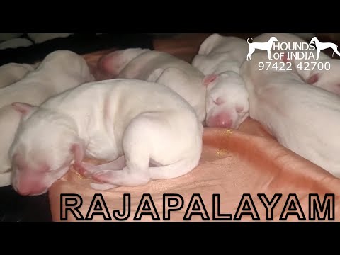 Rajapalayam Dog Vaccine and Deworming