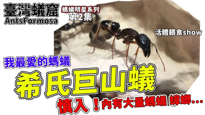 我最爱的蚂蚁-希氏巨山蚁｜大型可爱养起来有成就感｜喂食show｜【蚂蚁明星】｜Antkeeping养蚂蚁 - 天天要闻