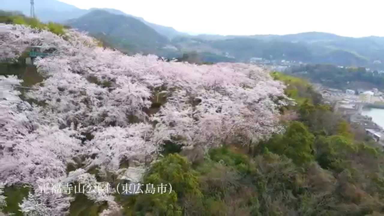 桜の名所 正福寺山公園 東広島市 Youtube