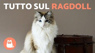 RAZZA di GATTO RAGDOLL  (Caratteristiche, Cura e Origine)