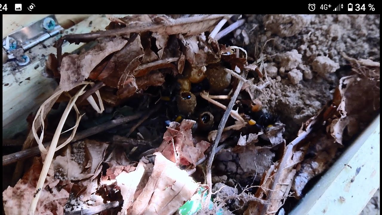 Hummelnest umsiedeln